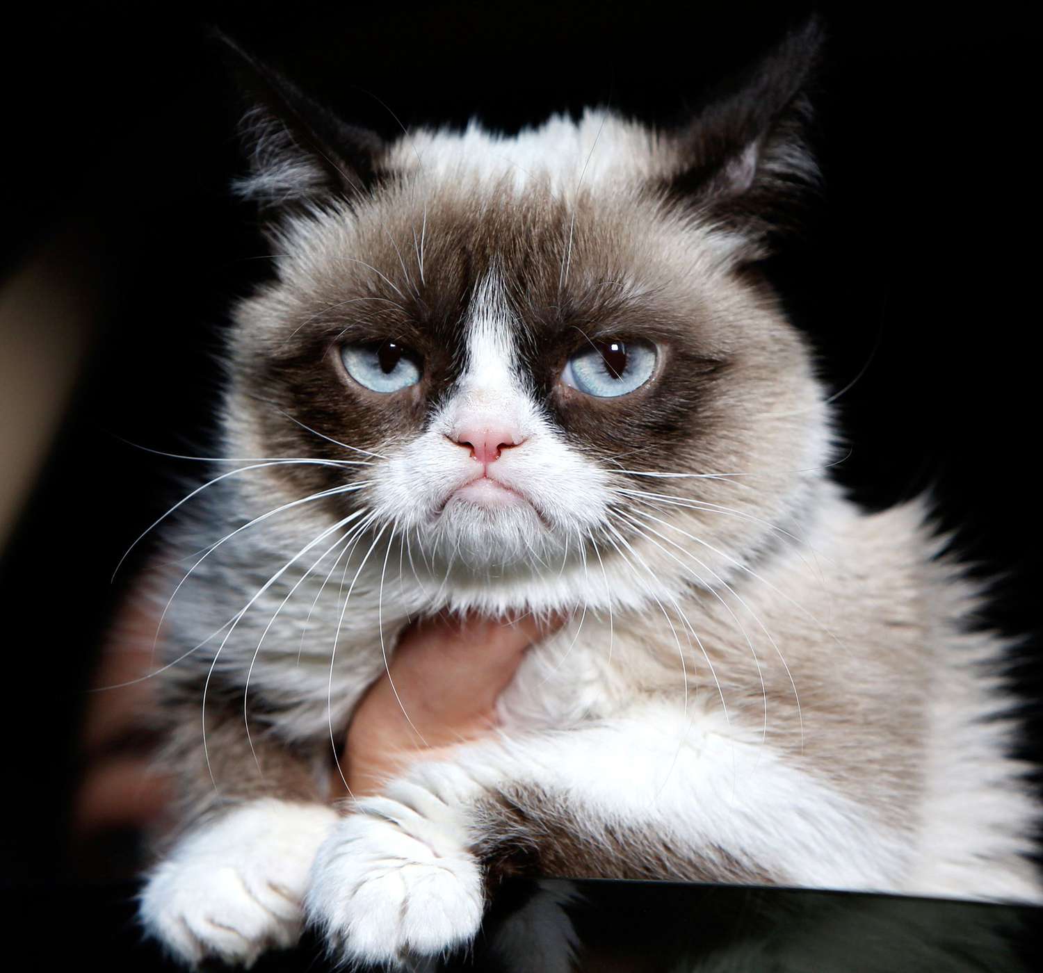 Grumpy cat